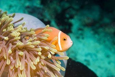 Les fonds marins sont d'une richesse incroyable