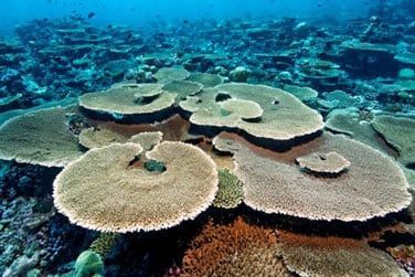 Les eaux maldiviennes sont rputes pour leur richesse et leur diversit