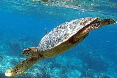 Vous pourrez observer des raies mantas, des requins et une multitude de poissons multicolores