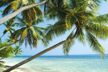 Lov dans une vgtation luxuriante et bord de magnifiques plages de sable blanc.