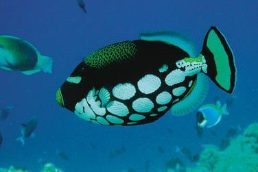 Et bien sr snorkeling et plonge bouteille au miieu de magnifiques poissons multicolores.