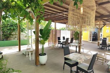 photo Majesty Palm Guadeloupe