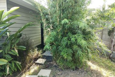 photo Majesty Palm Guadeloupe