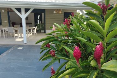 photo Majesty Palm Guadeloupe