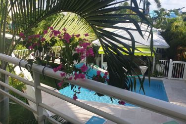 photo Majesty Palm Guadeloupe