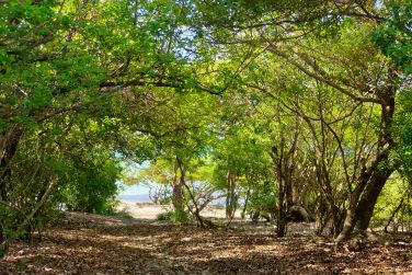 photo Majesty Palm Guadeloupe