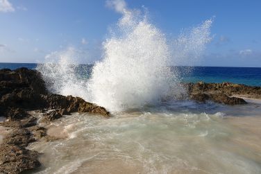 photo Majesty Palm Guadeloupe