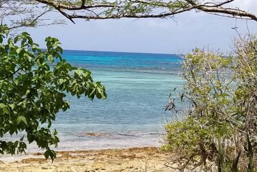 photo Majesty Palm Guadeloupe