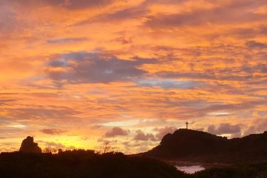 photo Majesty Palm Guadeloupe