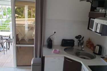 photo Majesty Palm Guadeloupe