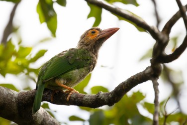 La faune de la r�gion d'Habarana avec ses oiseaux...