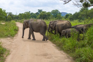...et ses �l�phants