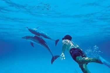 Venez nager et vous amuser avec les dauphins !