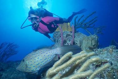 Plongez dans ses eaux turquoises pour partir  la dcouverte de cette vie aquatique