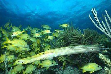 Les eaux bahamennes regorgent de poissons et coraux multicolores...