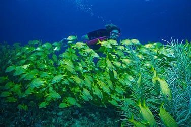 Partez  la rencontre de cette faune et flore marine trs diversifie