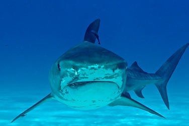 Pour les plus tmraires, partez  la rencontre des requins !