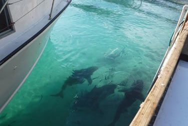 Une faune aquatique impressionnante juste au pied du port de plaisance