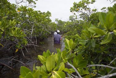 Partez  la dcouverte de la mangrove