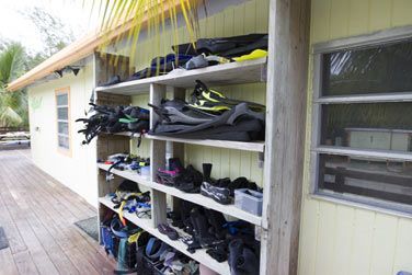 Fates un tour au Shark Lab pour en apprendre plus sur ces formidables cratures !