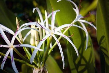 Ou dcouvrez la biodiversit de la flore locale