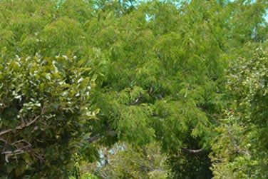 ... vritable joyau des Bahamas !