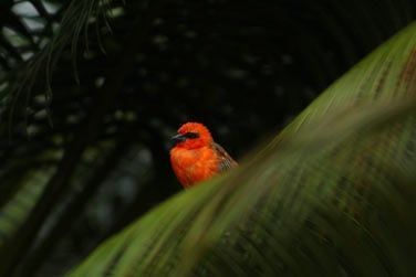 Hliconia Grove est situ dans un environnement naturel exceptionnel