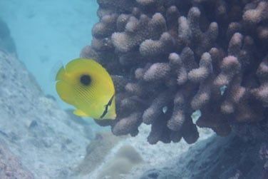 Mais galement  la pratique de sports nautiques non motoriss ou de la plonge