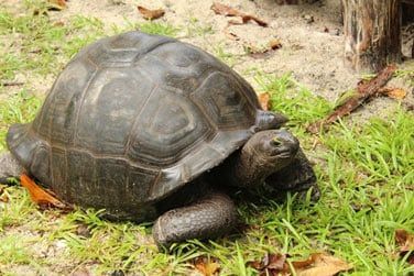 Vous croisierez certainement une des nombreuses tortues seychelloises