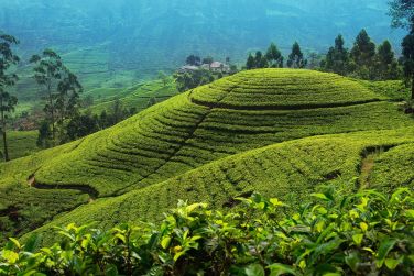 photo Sri Lanka / Maldives 2 semaines de voyage Maldives