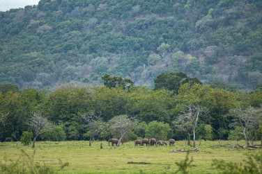 Les paysage d'Habarana