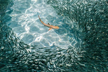 D�couvrez la vie sous la mer