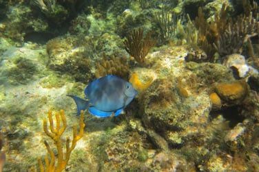 l'le d'Andros est reconnue pour avoir la 3e plus grande barrire de corail du monde !