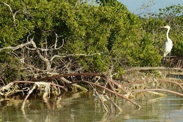 Explorez la faune et flore abondante de Mangrove Cay !