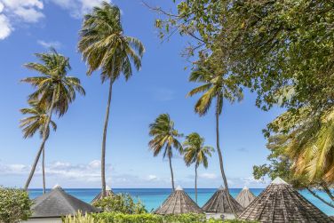 Sous les palmiers tropicaux
