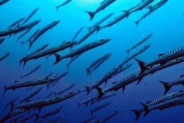 photo Fundu Lagoon Zanzibar