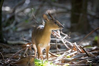 L'le abrite aussi une intressante faune et flore terrrestre