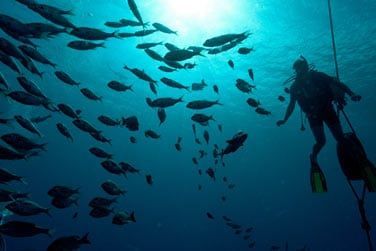 ... ou lors d'une sortie en plonge sous-marine !