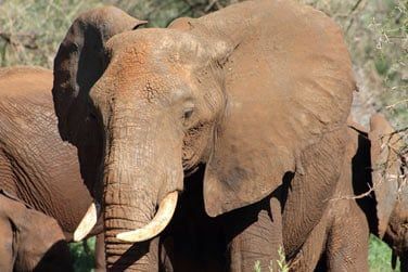 Tentez d'apercevoir les Big 5 : lions, lphants, buffle, lopards et rhinocros