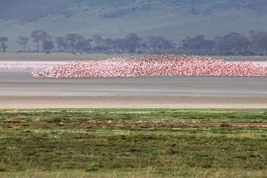 Vous voici dans la destination safari par excellence...