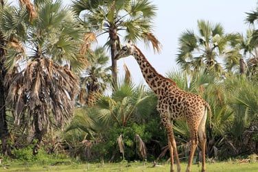 Rencontrez de nombreuses espces sauvages : girafes...