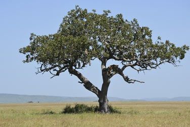 Ou encore les rois de la savane...