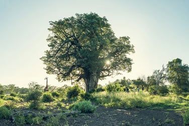 Admirez la dmarche lgante des girafes