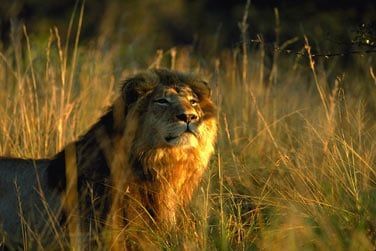 Le roi de la savane ...