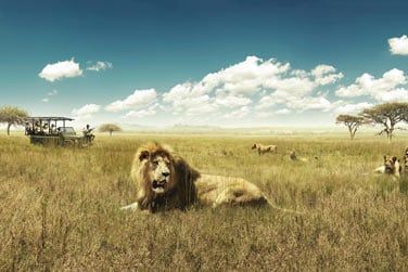 Entrez sur le territoire des lions