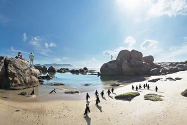 Sur la cte vous pourrez observez les quelques manchots venus lire domicile ici...