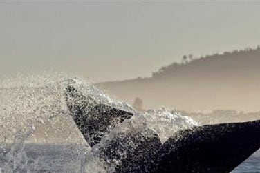 Ici vous pourrez observer les baleines australes