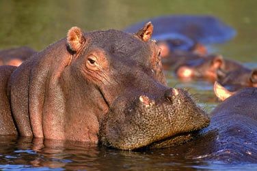 Hippopotames...