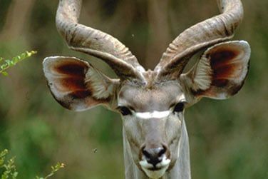 Kudu...