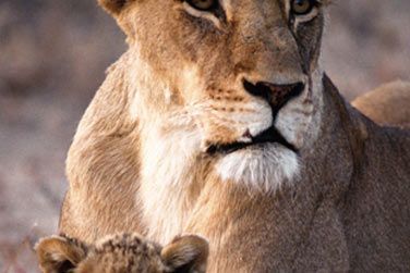 Admirez la vie de famille de ces superbes flins